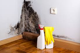 Best Mold Removal for HVAC Installations  in Foley, MN